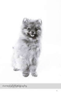 wpid3308-RP-7D_02295-Dog-Day.jpg