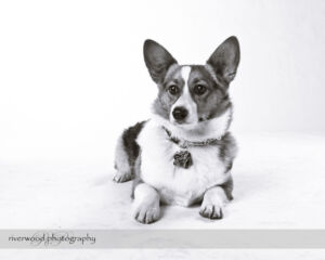 wpid3310-RP-7D_02322-Dog-Day.jpg
