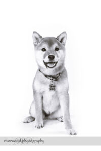 wpid3312-RP-7D_02389-Dog-Day.jpg