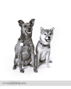 wpid3314-RP-7D_02421-Dog-Day.jpg