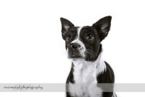 wpid3316-RP-7D_02470-Dog-Day.jpg