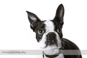 wpid3320-RP-7D_02562-Dog-Day.jpg