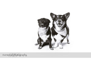 wpid3322-RP-7D_02631-Dog-Day.jpg