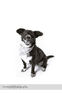wpid3324-RP-7D_02677-Dog-Day.jpg