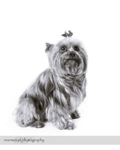 wpid3326-RP-7D_02711-Dog-Day.jpg