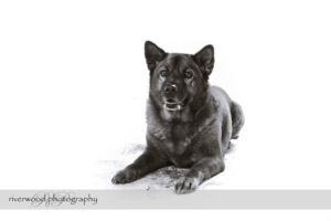 wpid3328-RP-7D_02737-Dog-Day.jpg