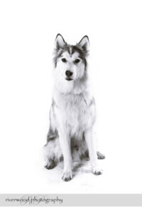 wpid3330-RP-7D_02784-Dog-Day.jpg
