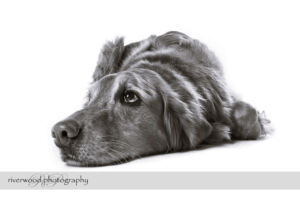 wpid3332-RP-7D_02853-Dog-Day.jpg