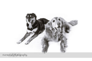 wpid3334-RP-7D_02876-Dog-Day.jpg