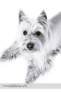 wpid3336-RP-7D_02928-Dog-Day.jpg