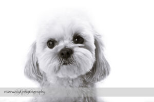 wpid3338-RP-7D_02963-Dog-Day.jpg