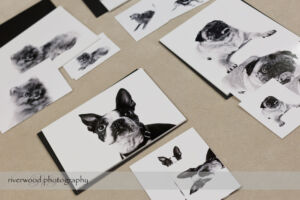 Dog Day Print Orders