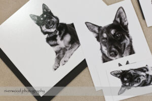 Dog Day Print Orders