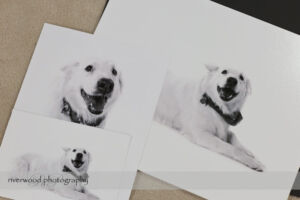 Dog Day Print Orders