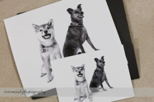 Dog Day Print Orders