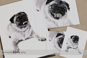 Dog Day Print Orders