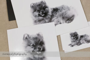 Dog Day Print Orders