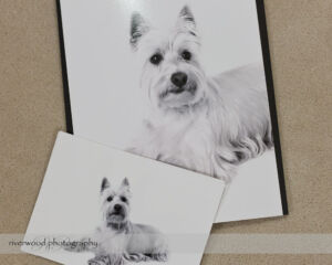 Dog Day Print Orders