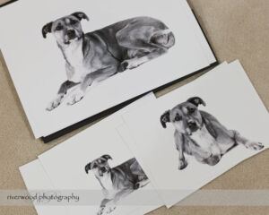 Dog Day Print Orders