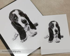 Dog Day Print Orders