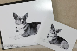 Dog Day Print Orders