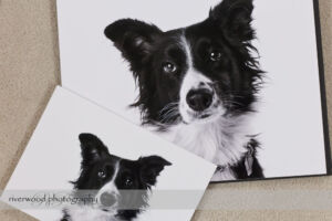Dog Day Print Orders