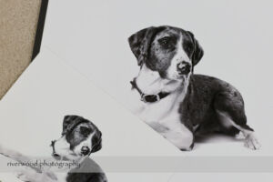 Dog Day Print Orders