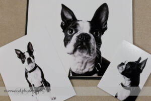 Dog Day Print Orders