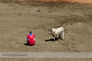 Calgary Stampede Rodeo