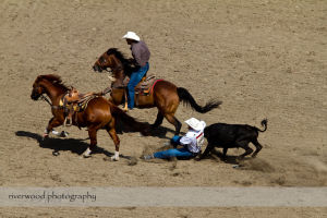 Calgary Stampede Rodeo