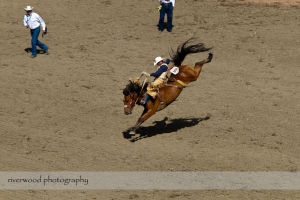 Calgary Stampede Rodeo