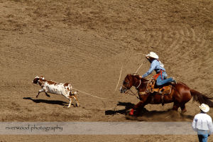 Calgary Stampede Rodeo