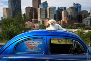 PDawgs Portrait Session