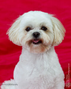PDawgs Portrait Session
