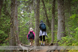 Hiking for Wild Strawberries