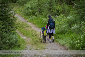 Hiking for Wild Strawberries