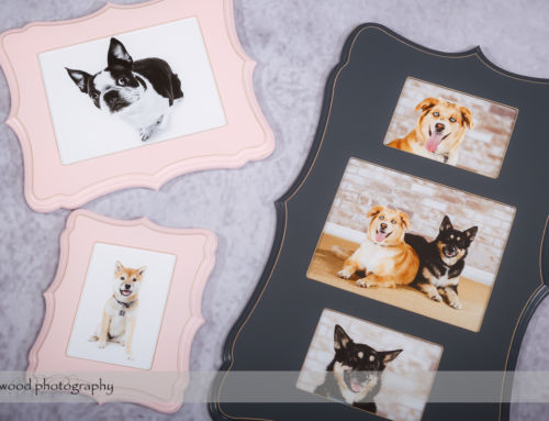 Product Showcase – Specialty Frames for Dog Day 2014