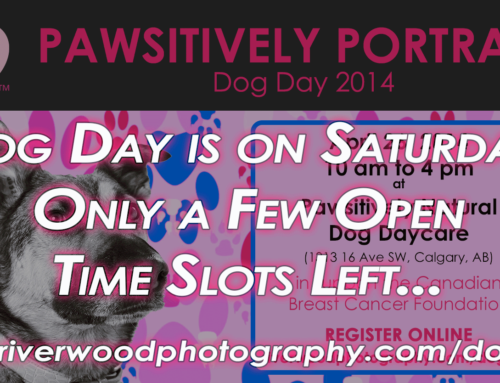 Only a few Open Times Left for Dog Day 2014