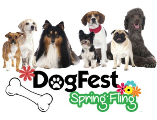 Pet Portraits at DogFest Spring Fling – May 6, 2017