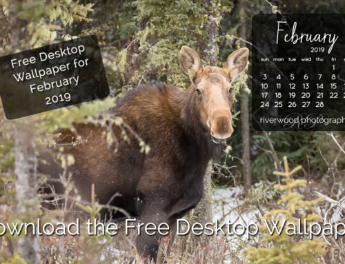 Free Desktop Wallpaper for February 2019 – Bragg Creek Moose