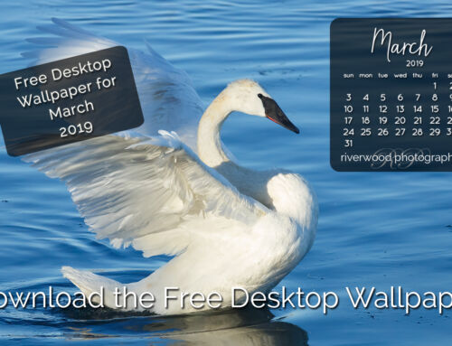 Free Desktop Wallpaper for March 2019 – Trumpeter Swan