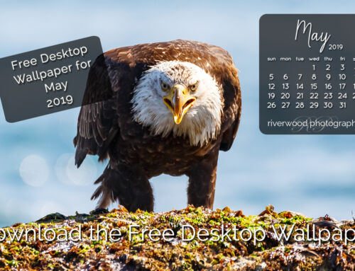 Free Desktop Wallpaper for May 2019 – Bald Eagle with Lunch